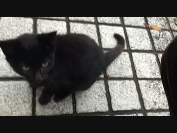 子猫が膝に乗ってきた