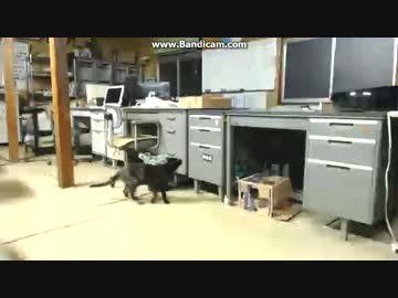 留守番中のギャン泣き(´; ω ;｀)