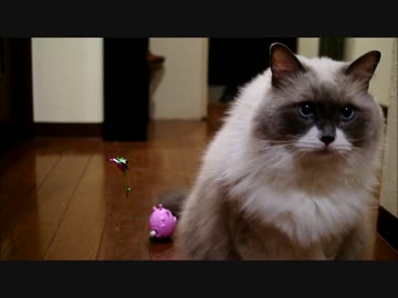 たたかいぬいたのにゃ