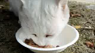 おさかなフレークを食べる白淡♪