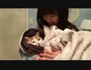 【NMB48】渋谷凪咲の飼っている渋谷メイさんが塩対応だけど気になる存在