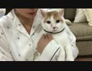 NMB48 渋谷凪咲の飼っているねこの渋谷メイさんへのインタビュー
