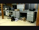 (´; ω ;｀)泣き　外出中のあずきの様子