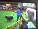 犬人間あらわる