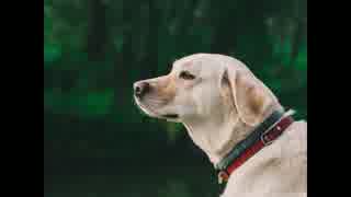 【NNI】トマト・パラダイス【disco】