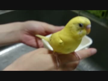 【インコ動画】あるとん家のるーちゃんpart5