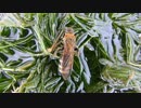 ハラナガツチバチの仲間（キンケ？）＋高画質テスト