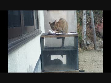 のら猫ホイホイ