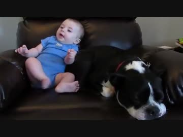 赤ちゃんのう●この匂いを嗅いだ犬の反応