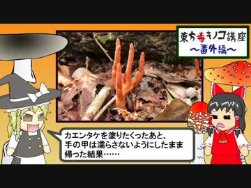 【東方毒キノコ講座】カエンタケに触ってみた【番外編】