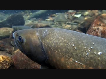 【50㎝】釣りキチが大イワナの産卵を覗きに秋の山へ突撃してきた。