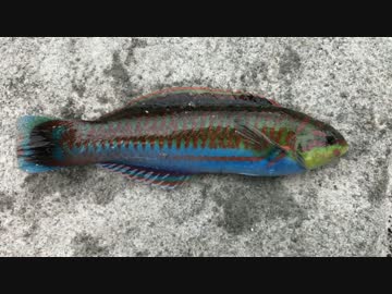 釣り動画ロマンを求めて　7釣目（いるか浜堤防）