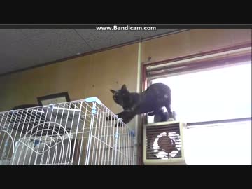 (=;ω;=) あずすべり　ドジっ子あず