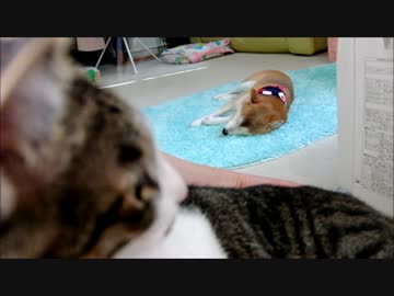 ファンヒーターと柴犬と甘えっこ猫