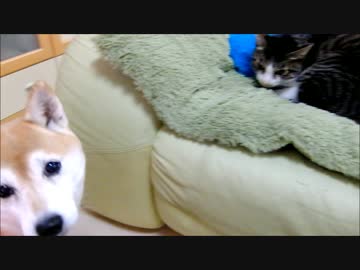 猫ミルキーの毛布ねじねじと柴犬ひかいち