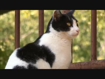 真田山のねこ