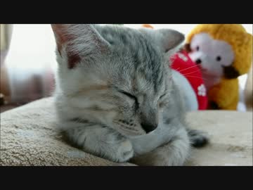 ちょっとだけ庭先にでた仔猫