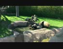 凄いぞ和歌山 アドベンチャーワールドのパンダが凄すぎる件 # 01