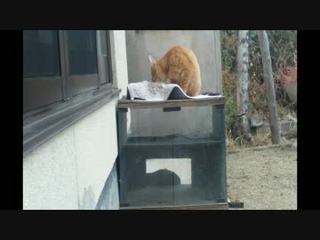 意味もなく野良猫を観察する動画