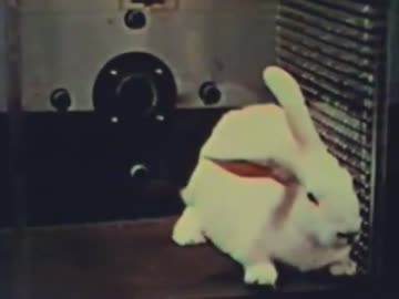 サリンのウサギへの動物実験