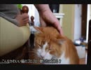 こんなかわいい猫のゴロゴロ、聴いたことある？