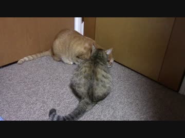 拾いねこ＠生後1591/1558日目　月音さんの機嫌が少し回復してきたかな。