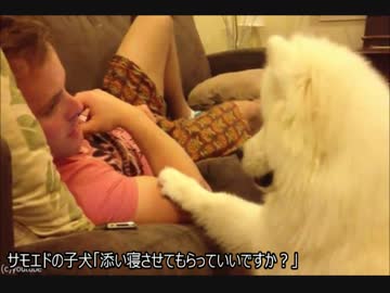 サモエドの子犬「添い寝させてもらっていいですか？」