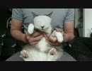 【モアクリ】 もふもふマスク