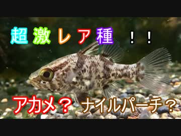 【VOICEROID＆ゆっくり解説】～ゆっくり熱帯魚紹介～【淡水○○編】