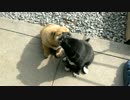 子犬