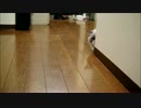キャッチボールしようとしたけれど・・・