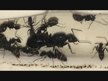蟻戦争＃80 アリ達の近況報告編