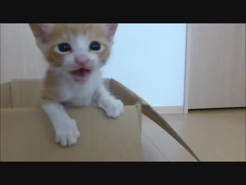 ここから出して～～