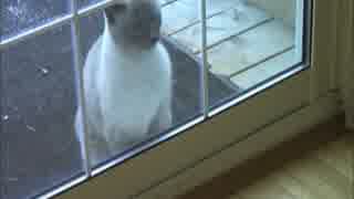 ドアを高速ノックする猫「おうちに入れてよー！」