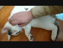 【悲報】激やせしてしまった牛柄猫