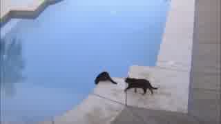 黒猫がプールサイドで水を眺めている兄弟ネコを後ろからドーン！w