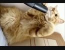 猫が掃除機に吸われて逆ギレする姿が面白かわいい！w