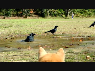 カラスの水浴びを眺める柴犬いちご