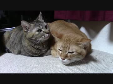 拾いねこ＠生後1593/1560日目　アコツキ仲良しに戻れたかな。