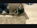 ソファー遊びが楽しそうで何より