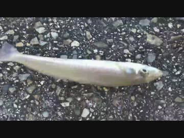 落ちギスを釣りに・・