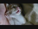 赤ちゃん猫、ミルク飲んでお腹いっぱいzzz
