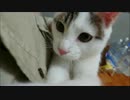 おっさんの敏感な部分を執拗に攻める猫、邪魔者は追い払う
