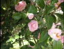 福島市　花見山