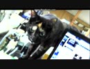(=｀ω´=) ﾑ!  怒りのあずにゃん②