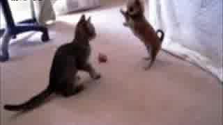 子猫とチワワの子犬のじゃれ合いが微笑ましくてかわいすぎw