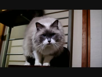 キャットタワーであそぶのにゃ