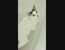 白猫のシノさんが鳴いてるだけの動画