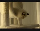 ラグドールの子猫、キャットタワーで遊んでいる最中にウトウト寝始めるw