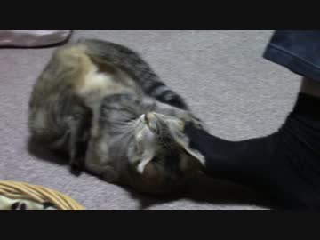 拾いねこ＠生後1594/1561日目　月音さんが完全に元に戻った模様。